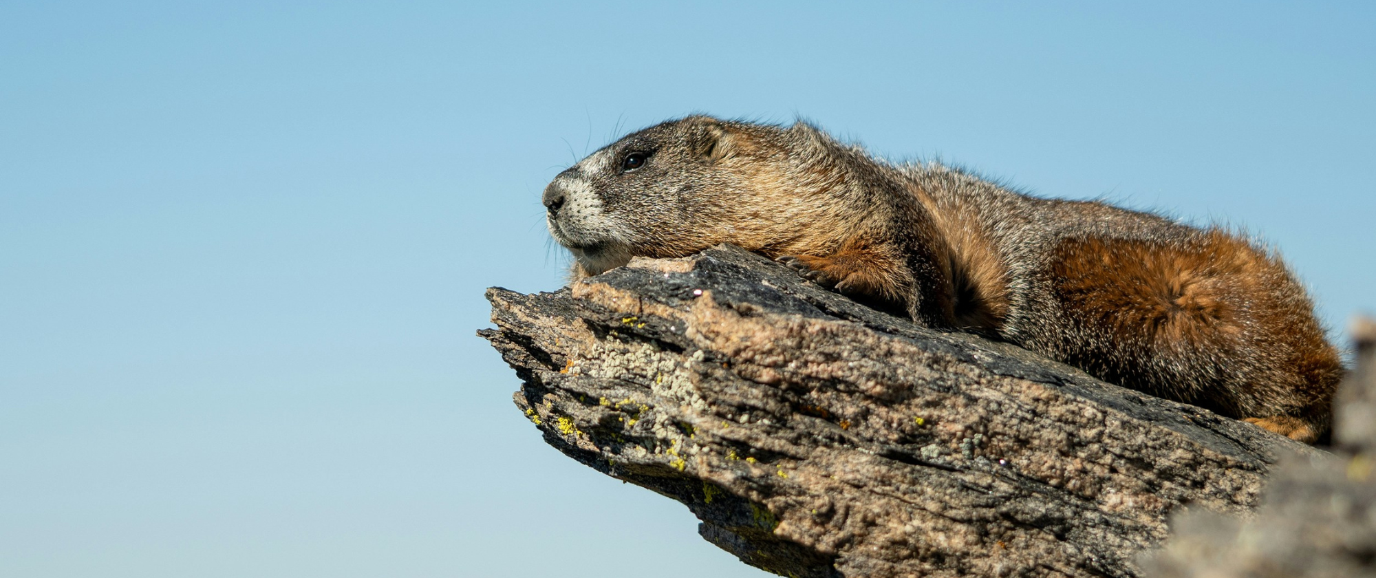 Marmota 2